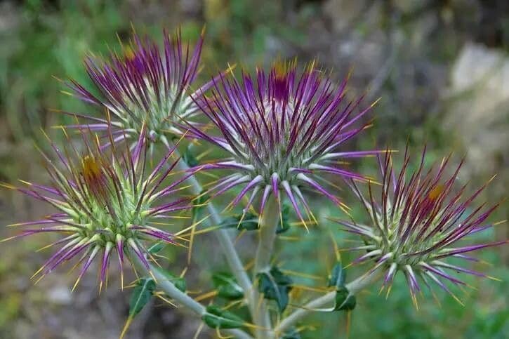 Ptilostemon 5