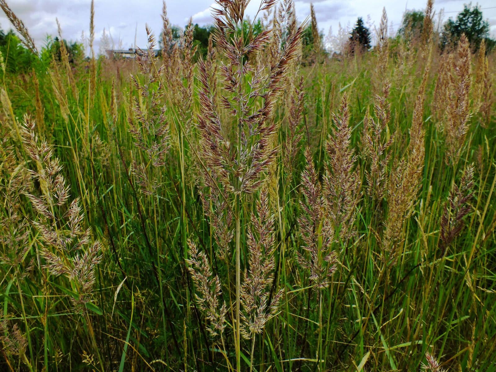 Calamagrostis 7