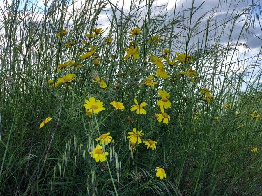 Coreopsis lanceolata 15