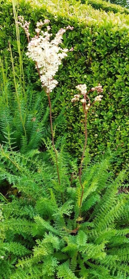 Filipendula comune 15
