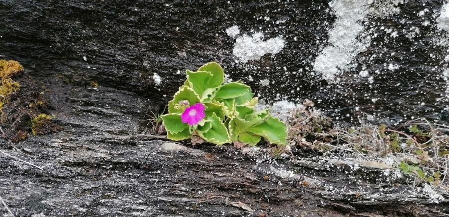 Primula hirsuta 17