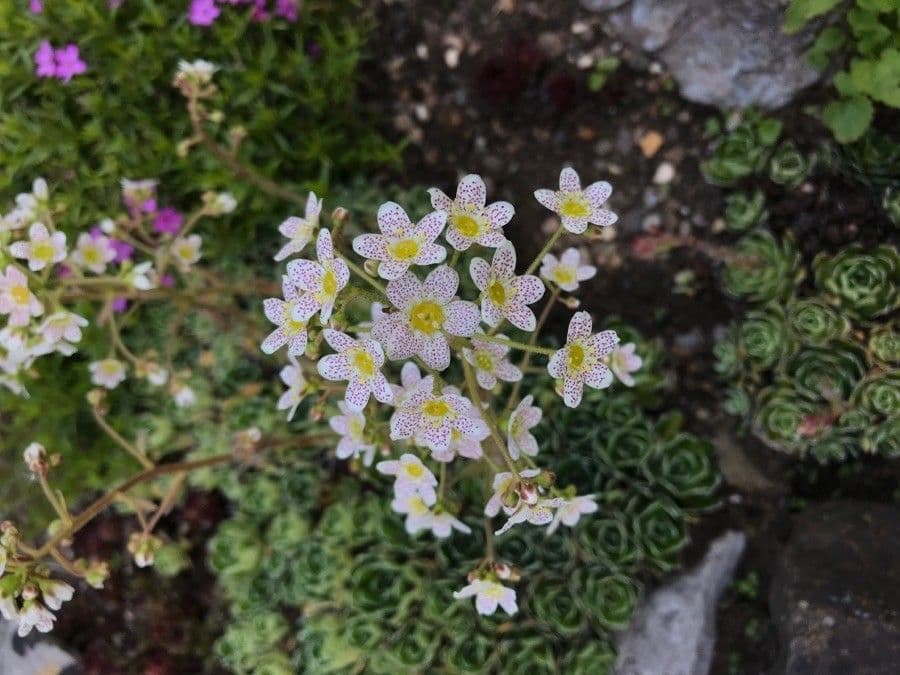 Saxifraga hostii 2