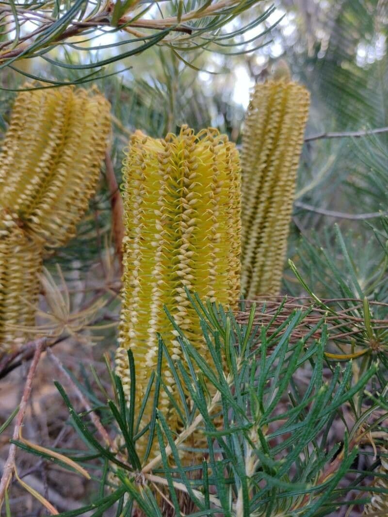 Banksia espigada 6