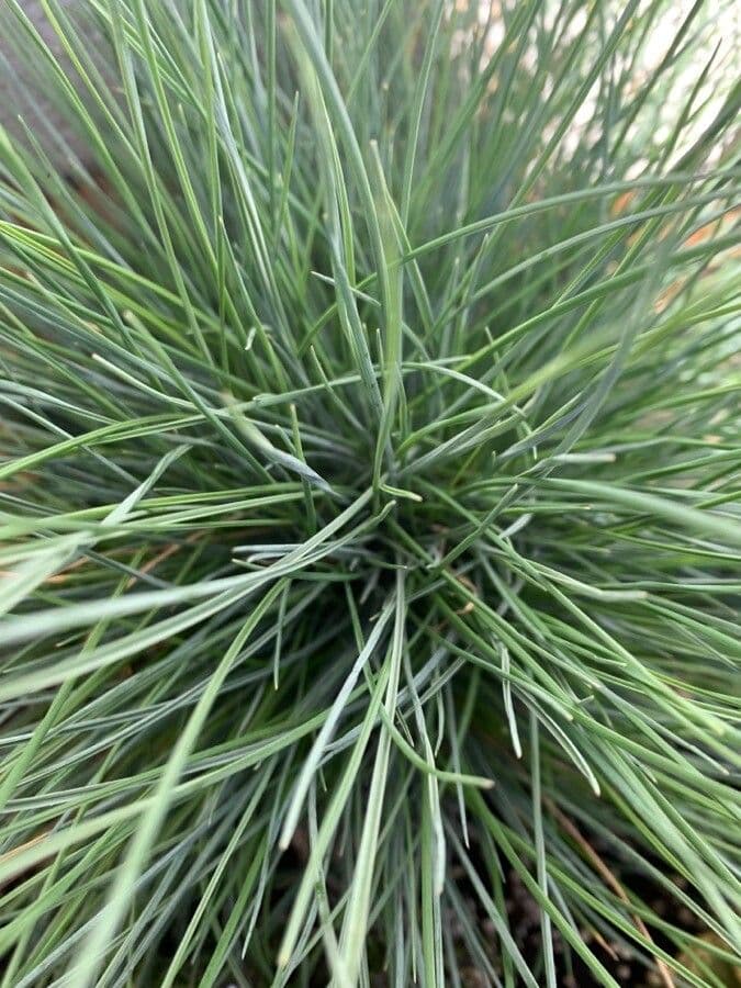 Festuca blu 28