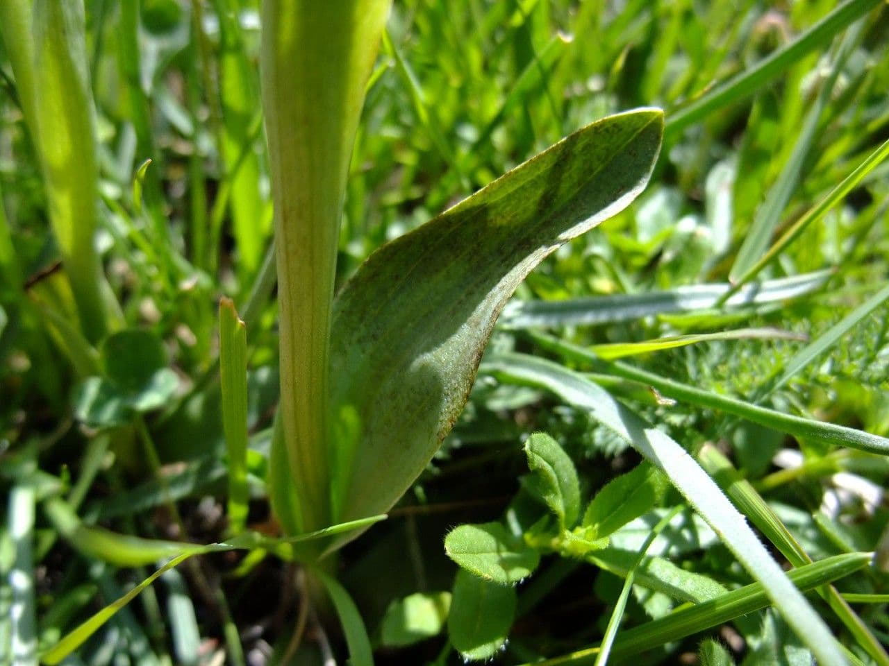 Orchide bruciacchiata 22