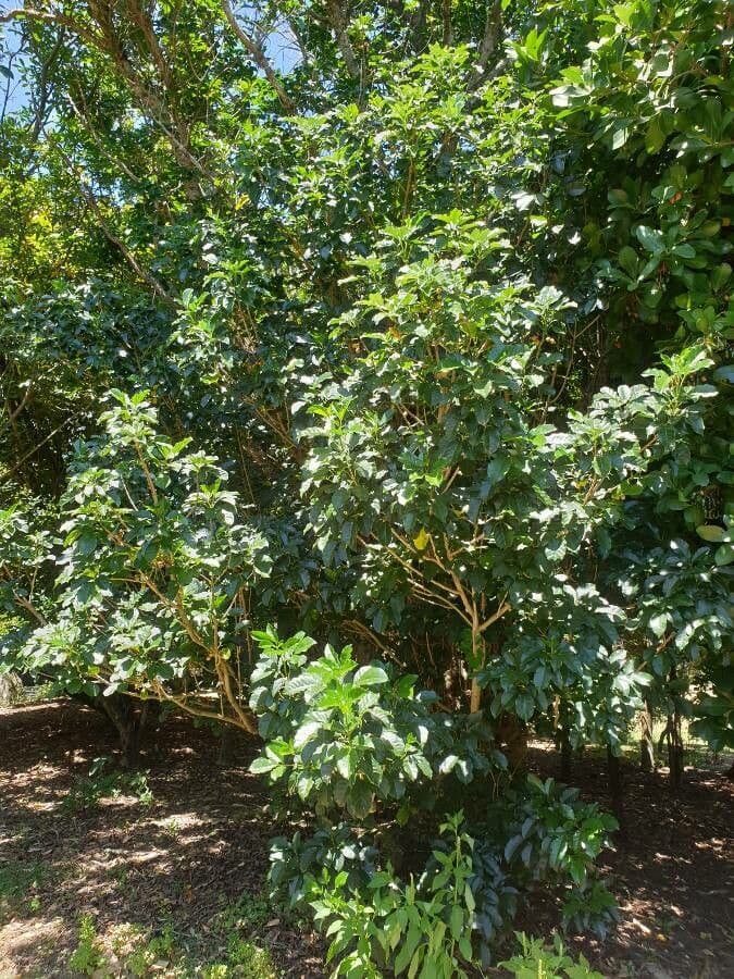 Vitex lucens 10