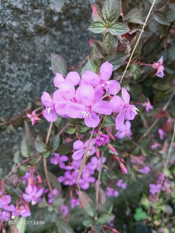Centradenia 8