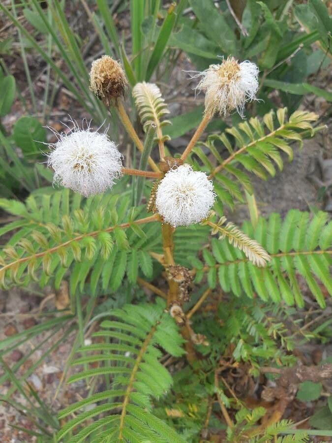 Mimoza 10