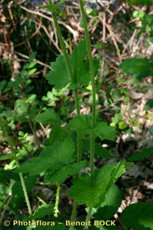 Tellima grandiflora 26