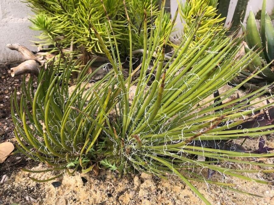 Agave 7