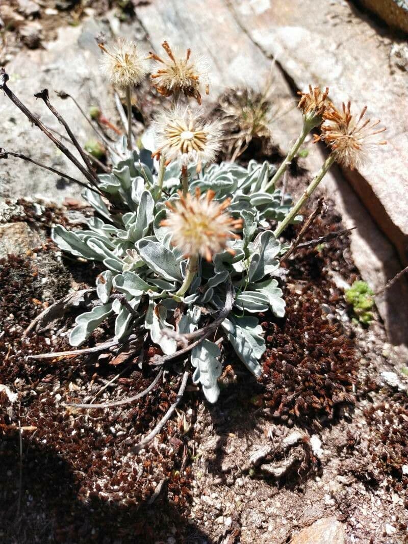 Senecio 13