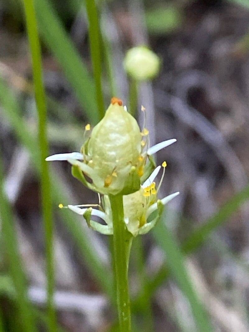 Parnassia 2