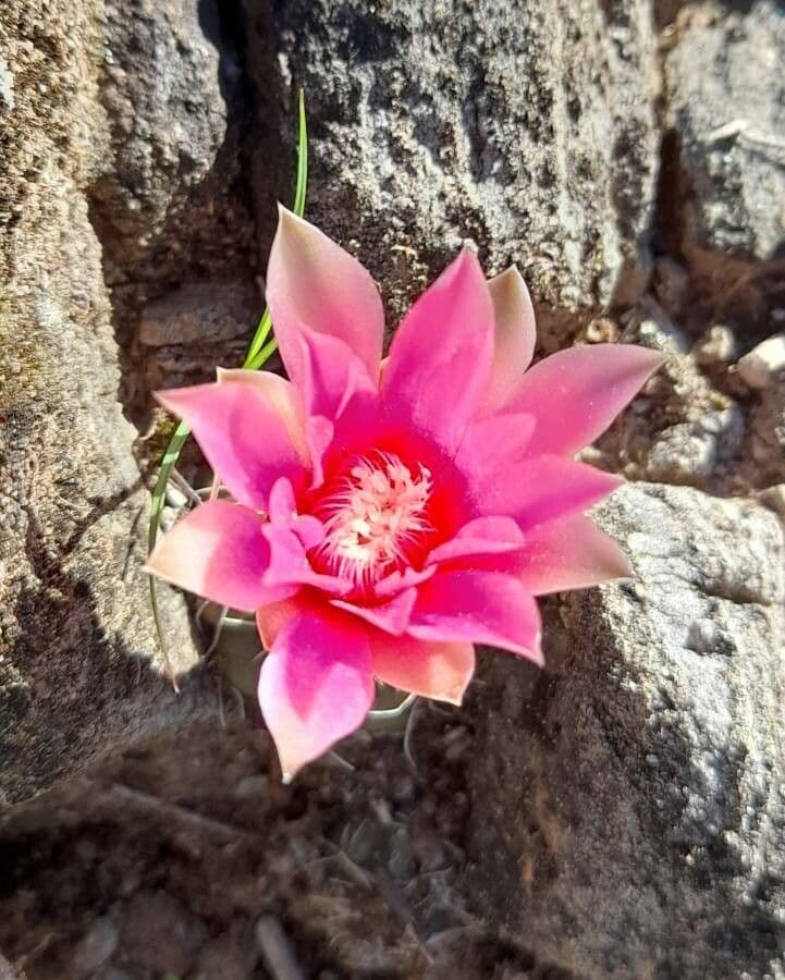 Cactus 2