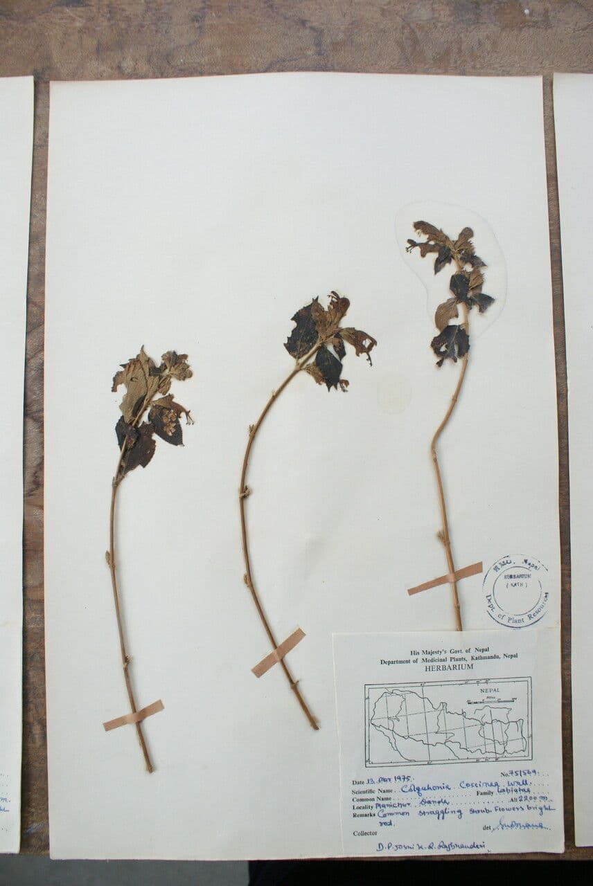 Colquhounia 17