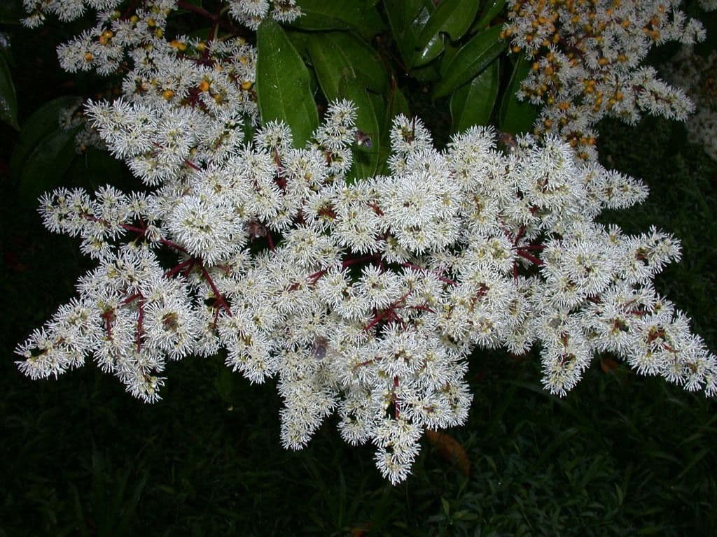 Miconia 5