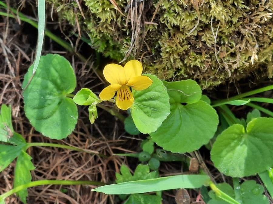 Viola biflora 13