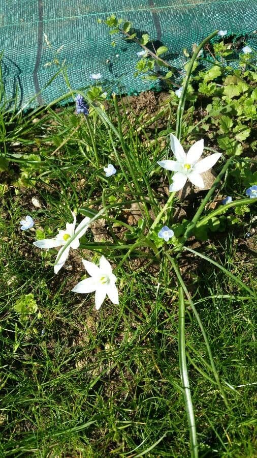 Dolden-Milchstern 20