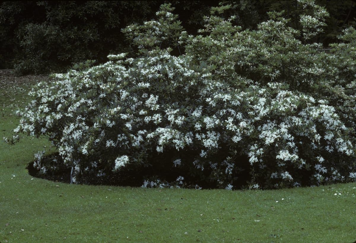 Rododendron 8