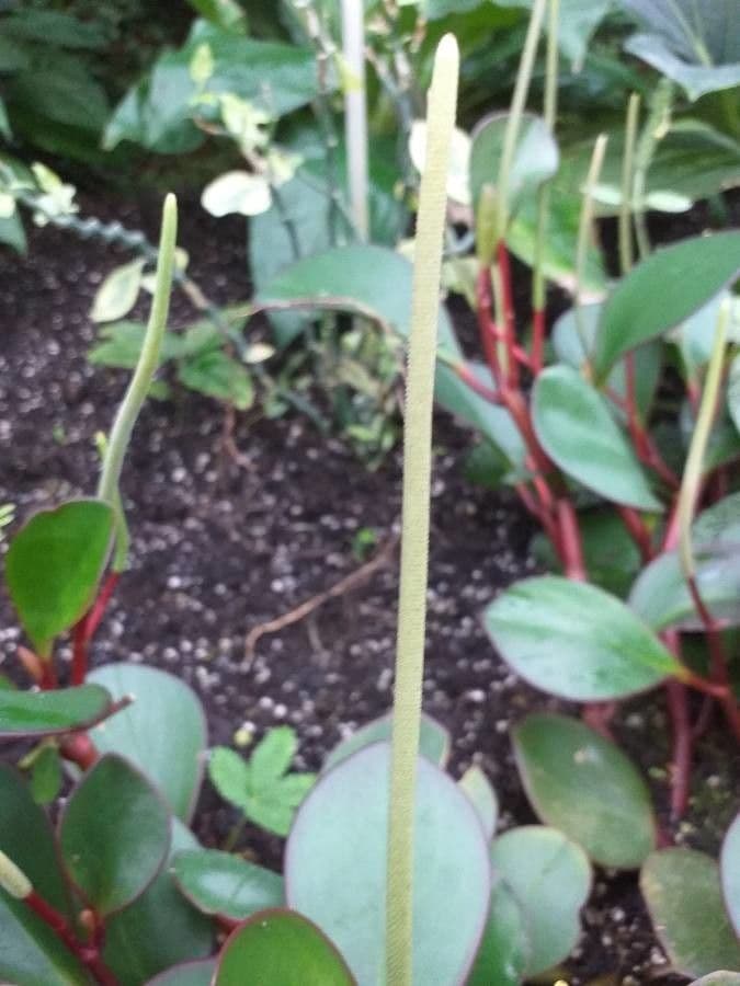 Peperomia 2