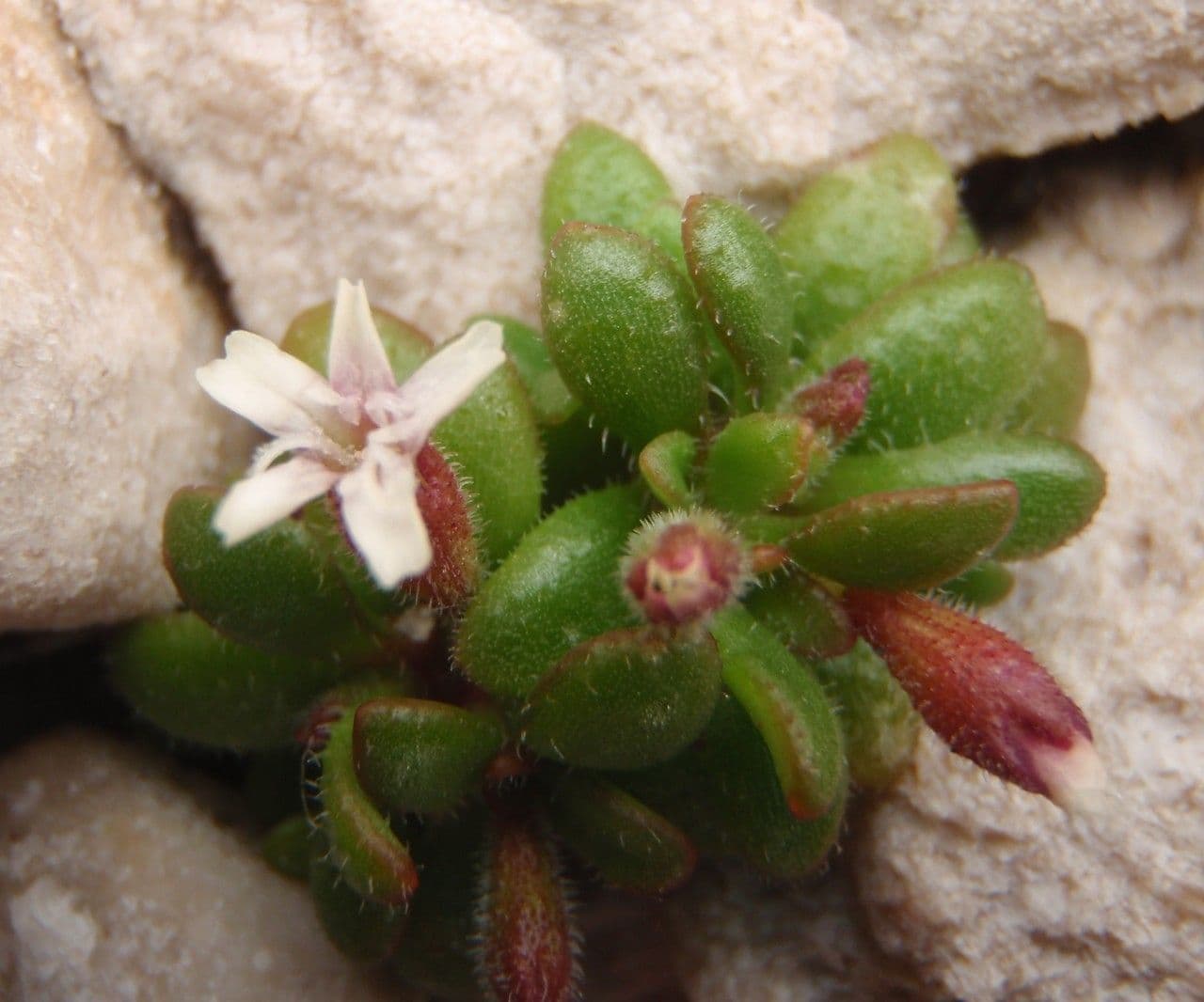 Silene sedoides 8