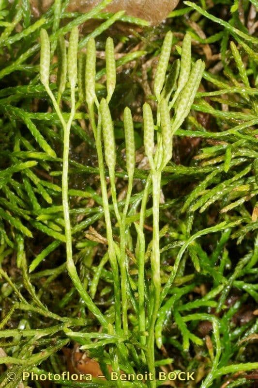 Lycopode aplati 9
