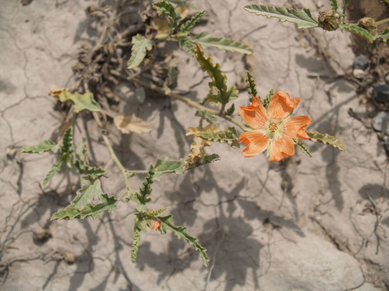 Malva lanza 5