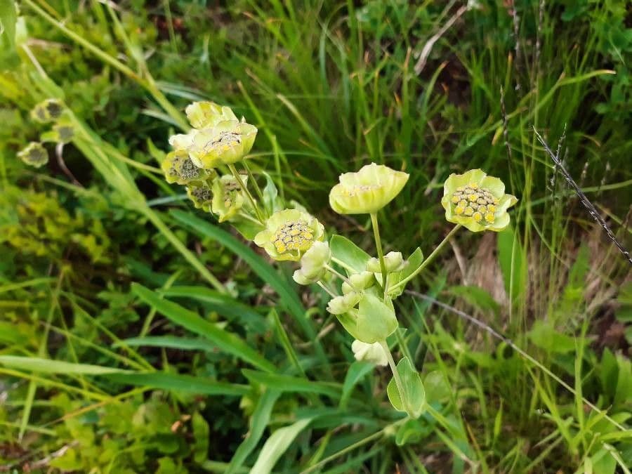 Bupleurum stellatum 9
