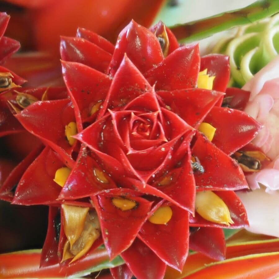 Costus 5