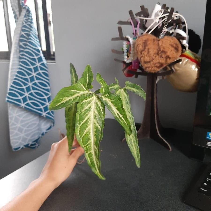 Syngonium 12