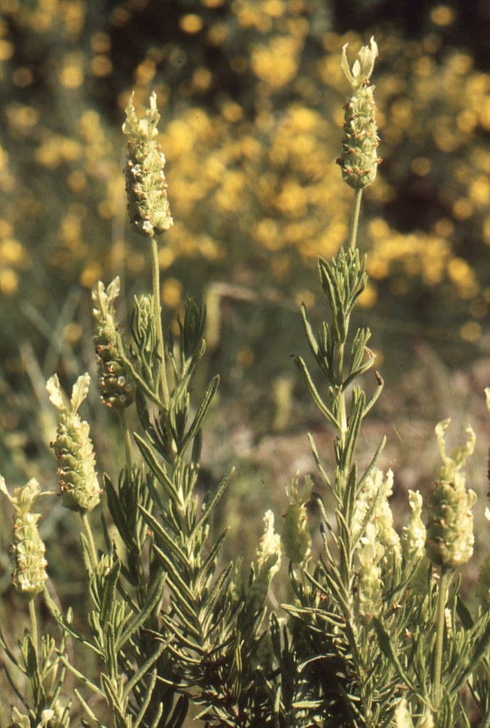 Lavanda verde 17