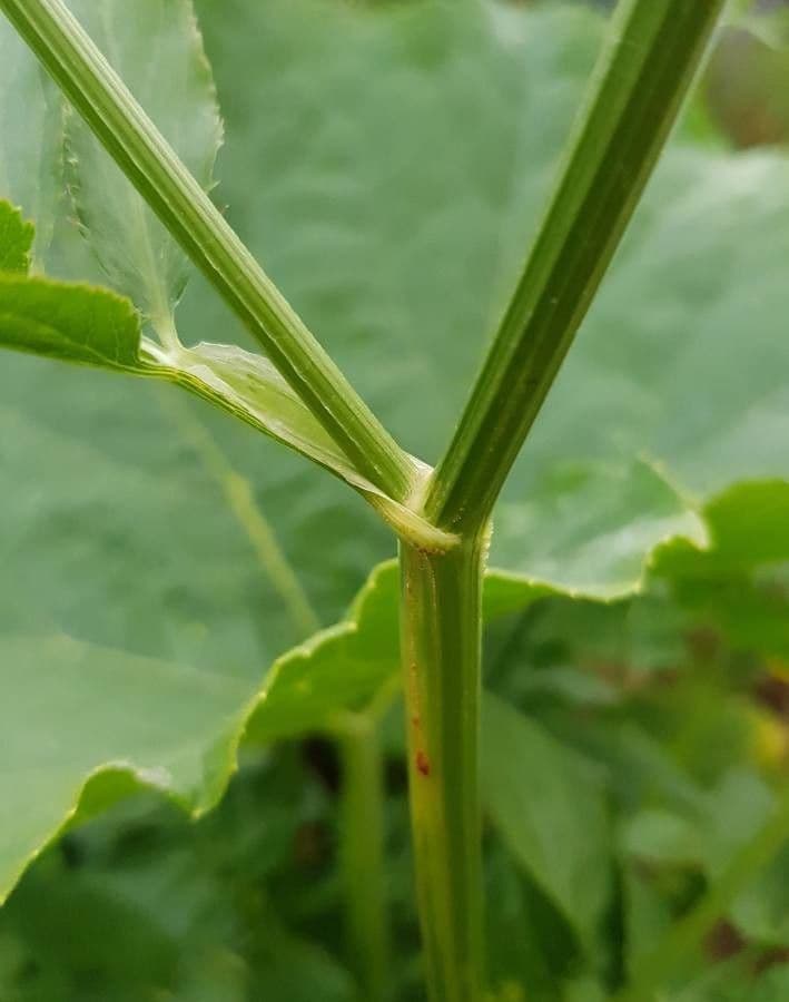 Celer svraštěný 18