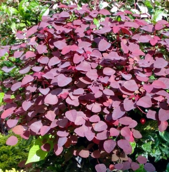 Euphorbe cotinifolia 12