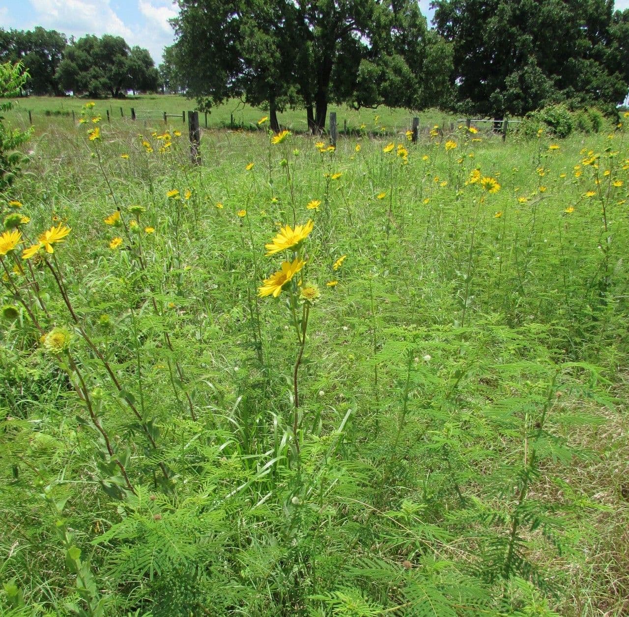 Raues Silphium 9