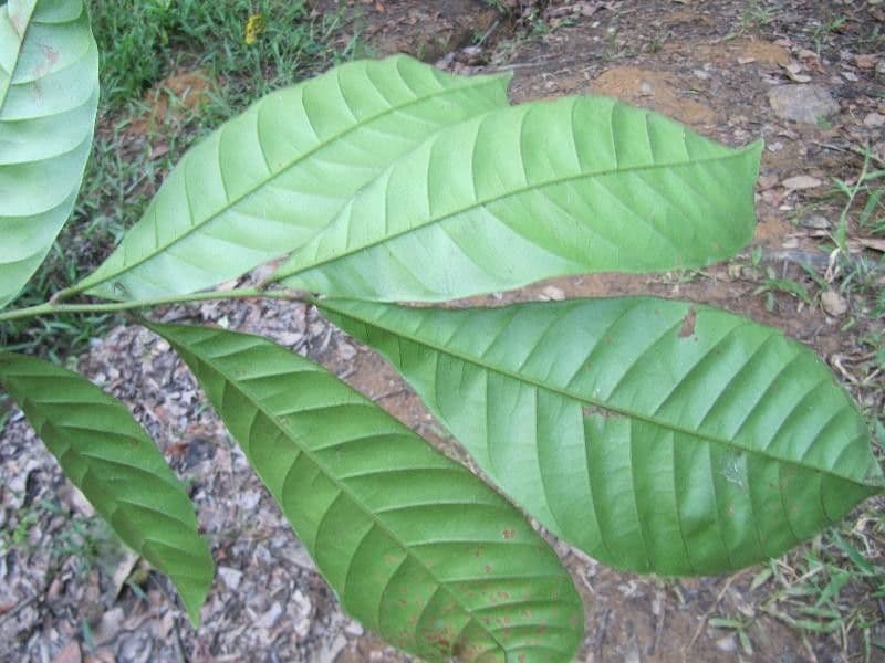 Trichilia 3