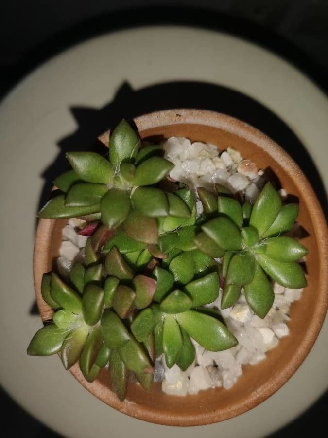 Anacampseros 9