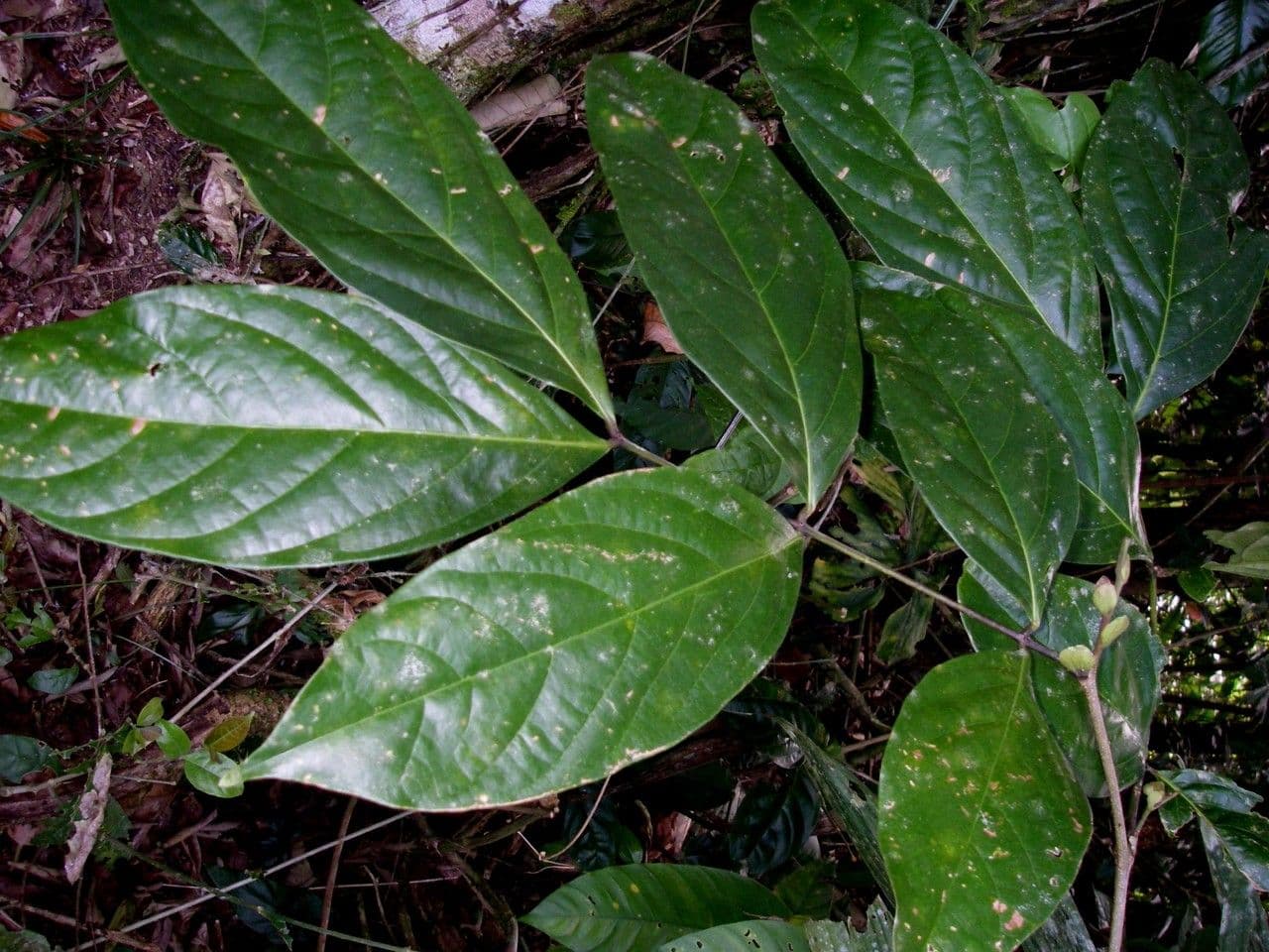 Inga 4