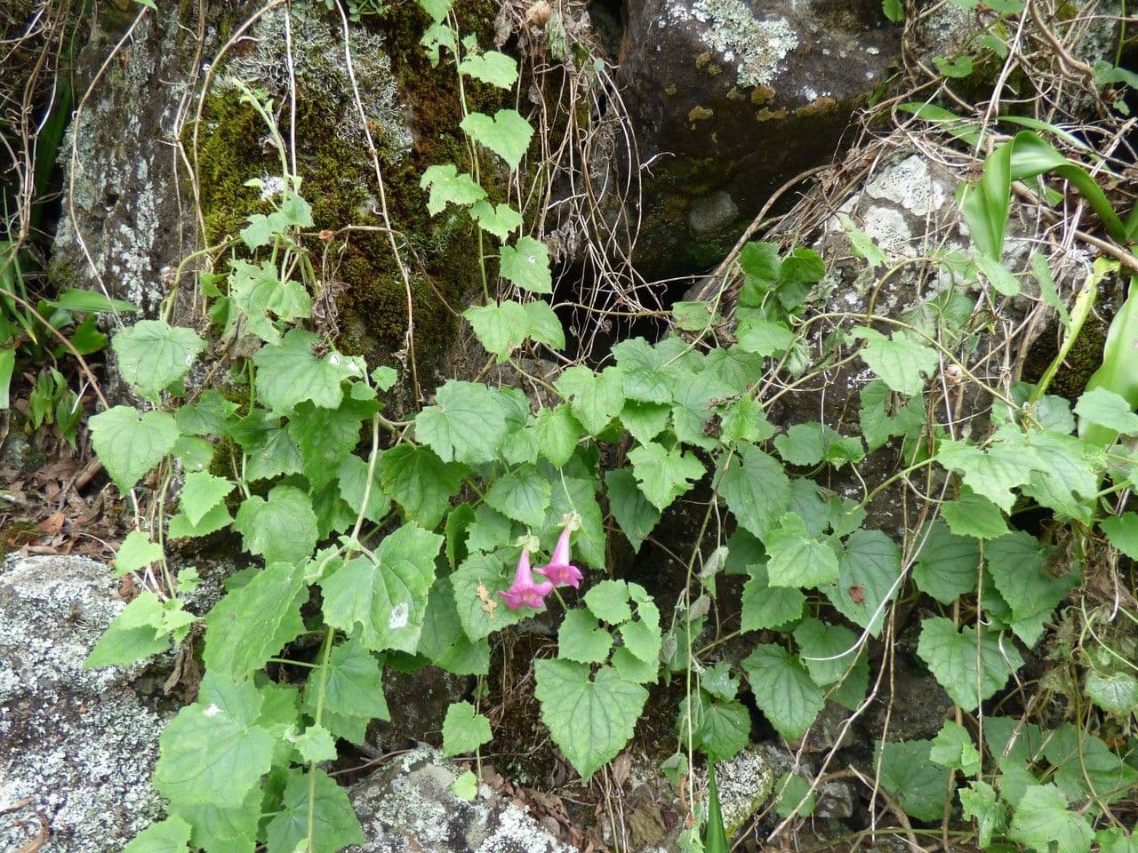 Lophospermum 6