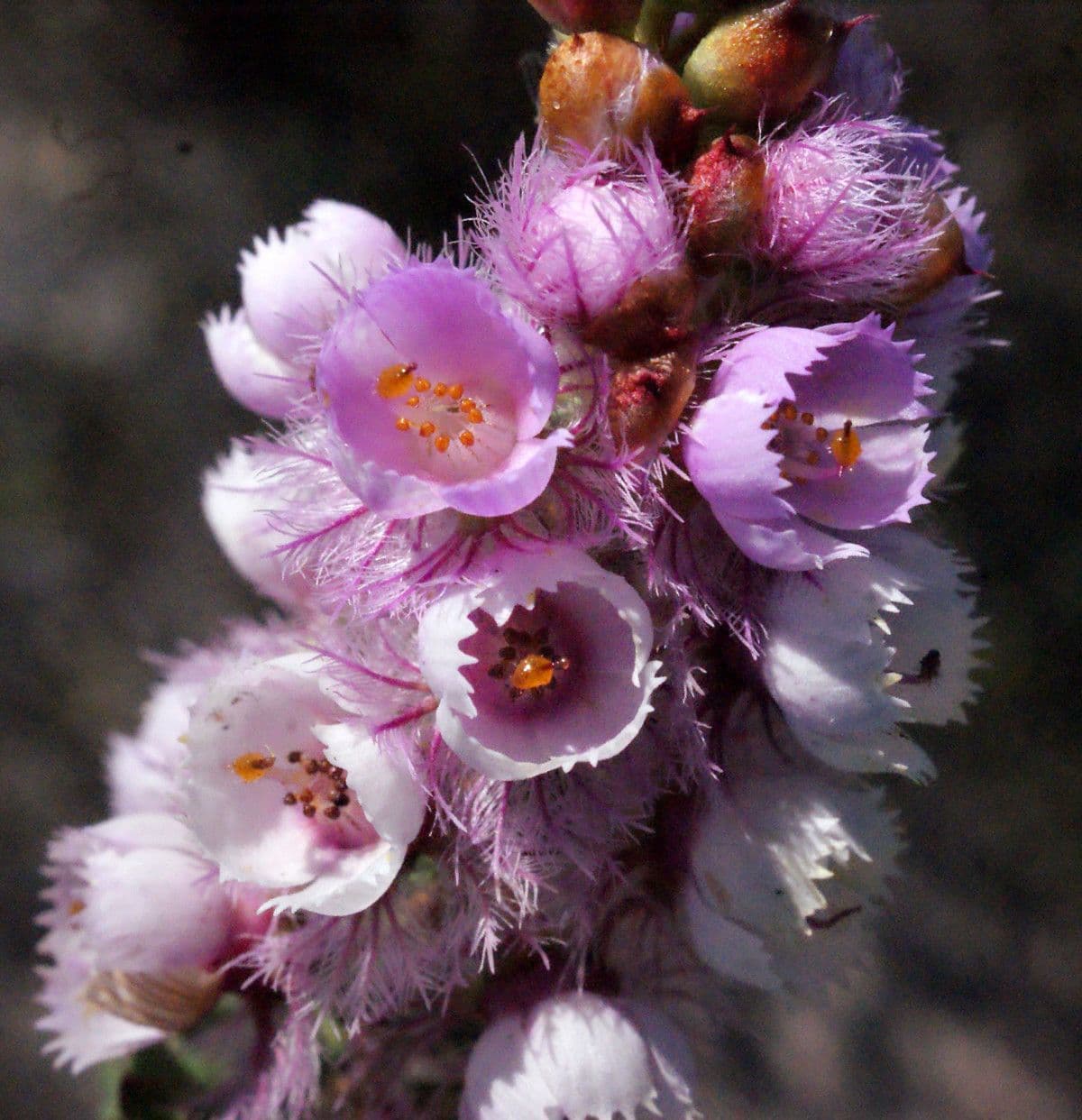Verticordia plumosa