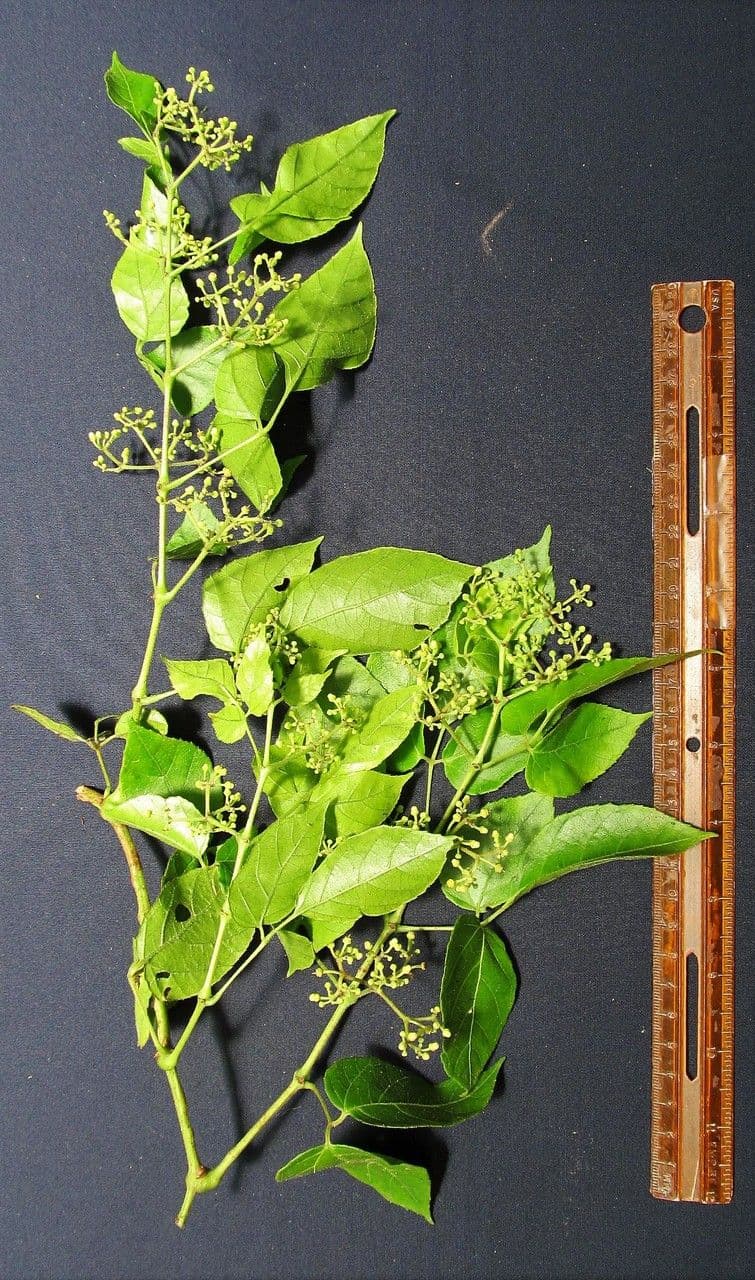 Kleinfruchtige Cissus 5