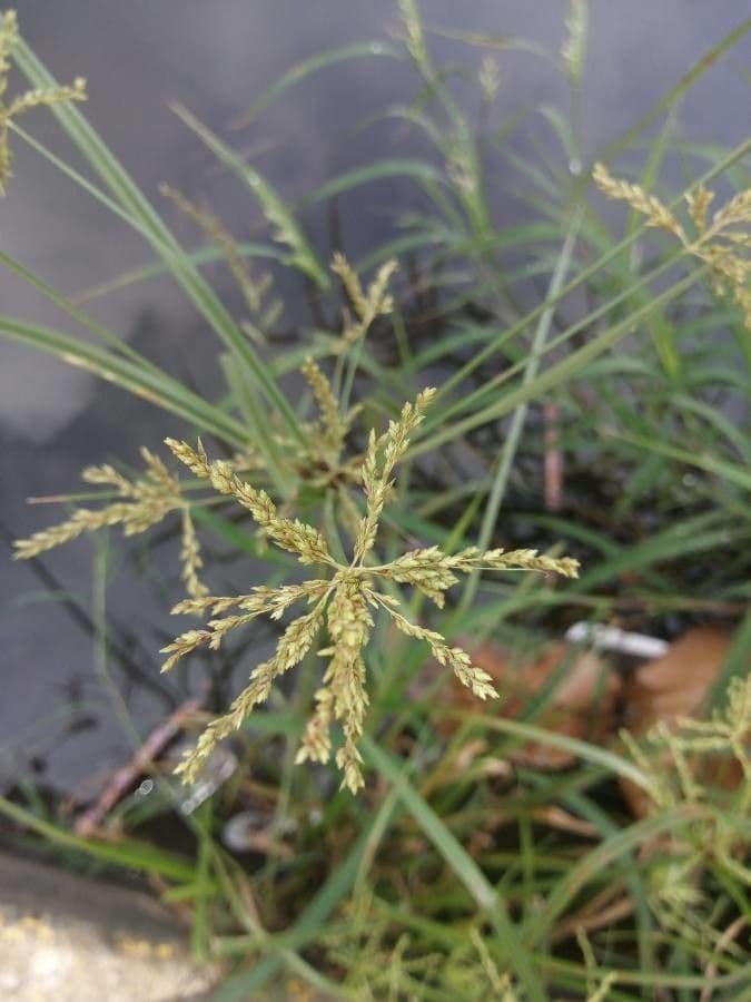 Šáchor jednovicatý 4