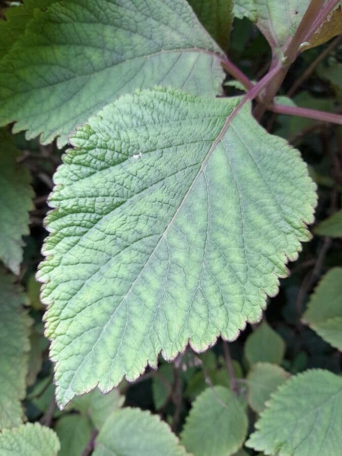Plectranthus 8