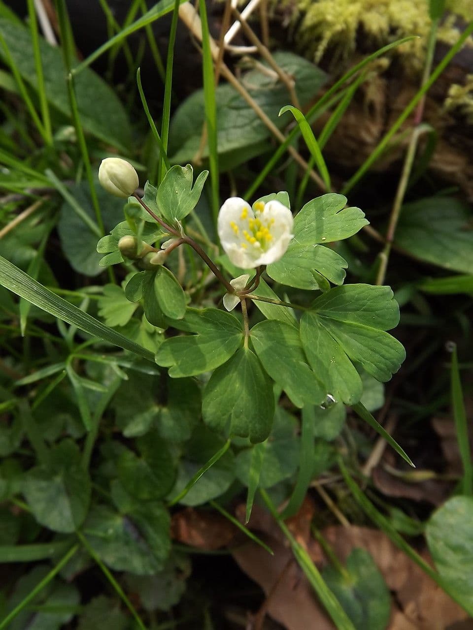 Glockenblume 11