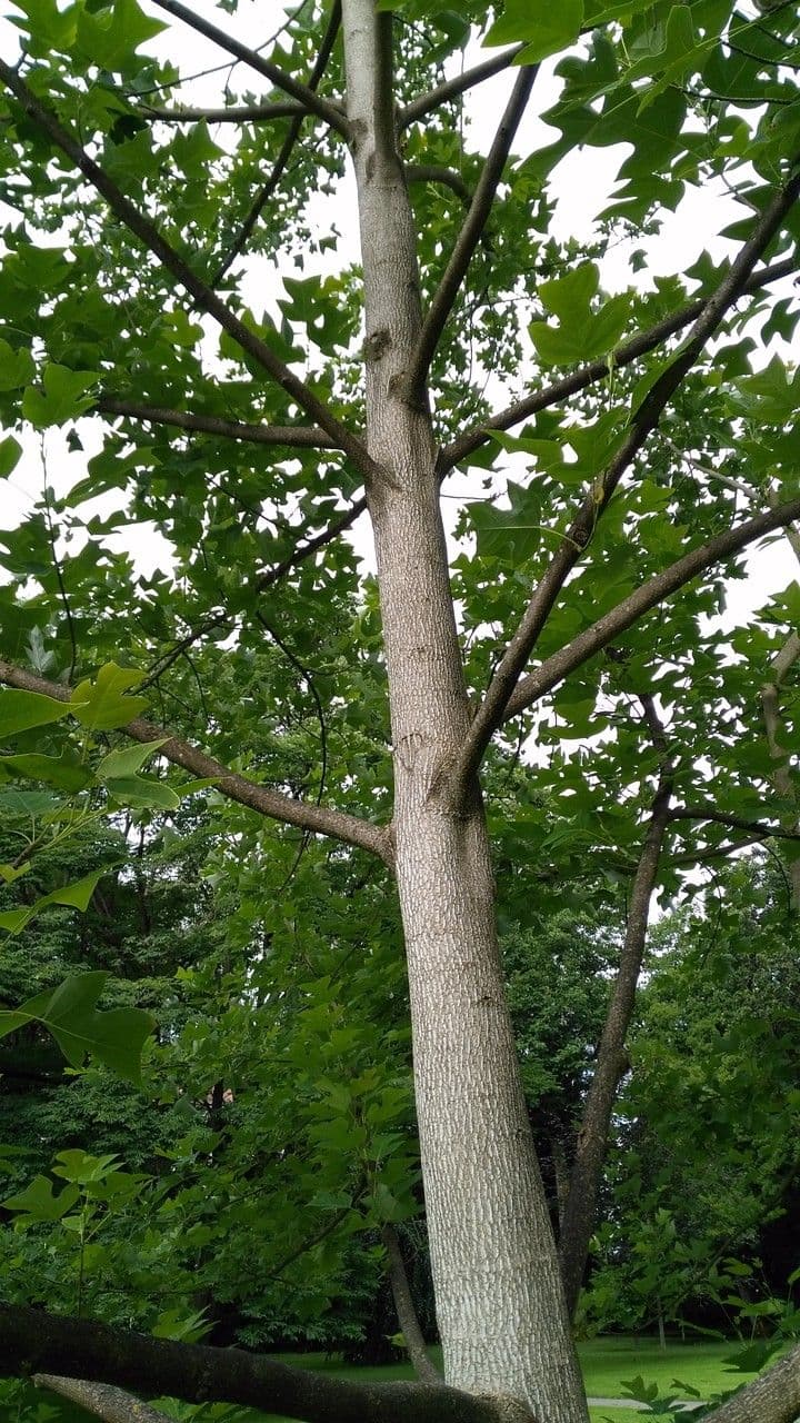 Chinesischer Tulpenbaum 9