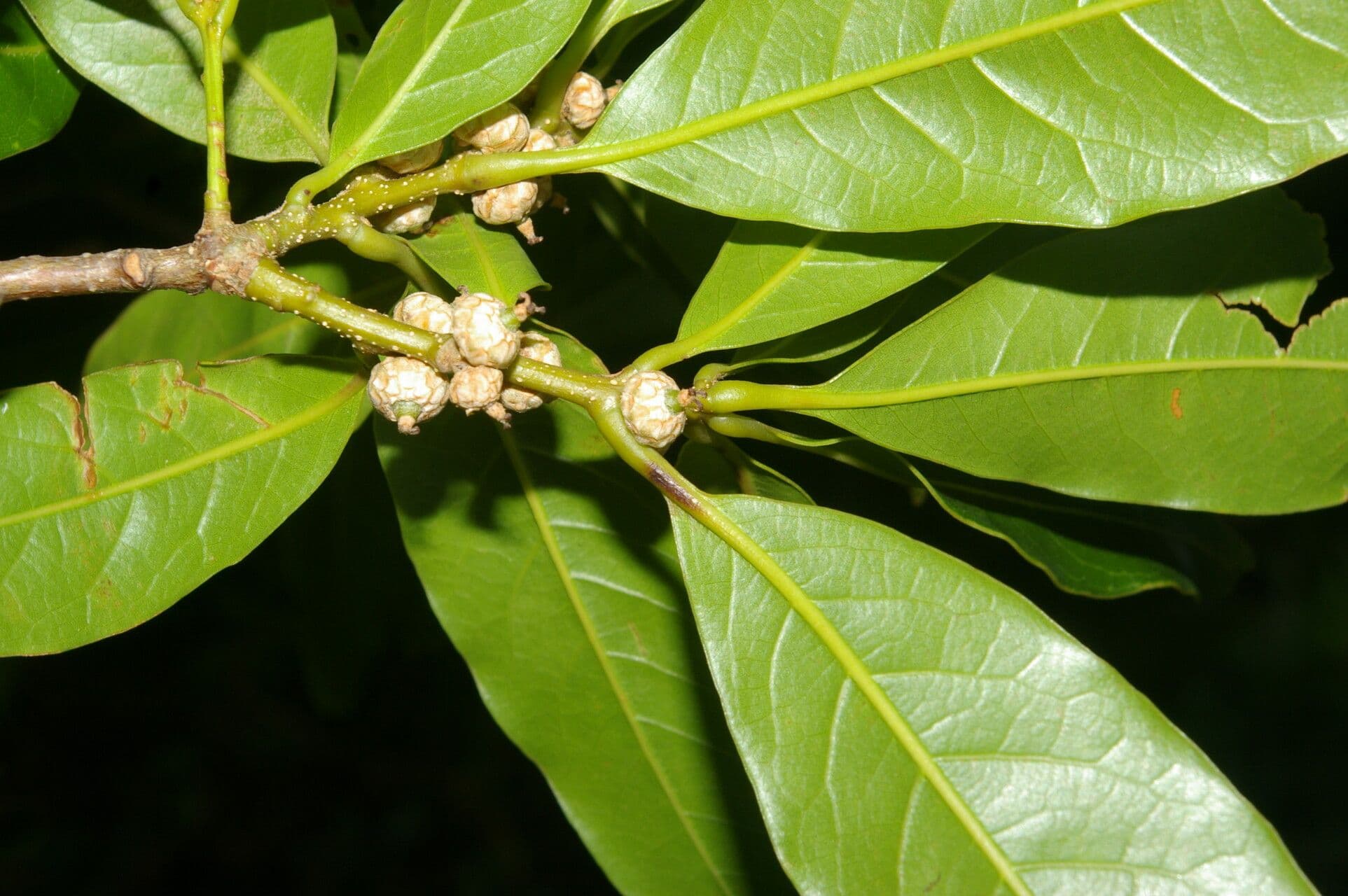 Quercia 3