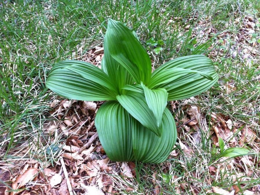 Vedegambre blanco 19