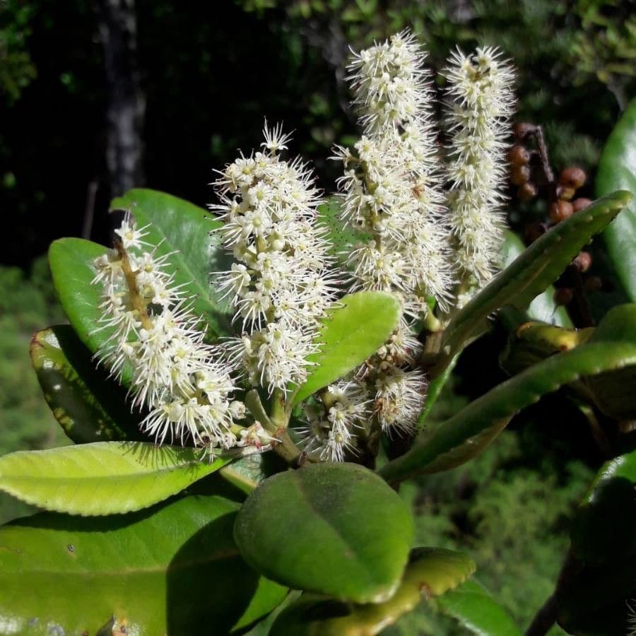 Cunonia 9