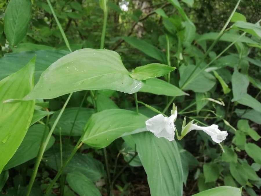 Maranta 7
