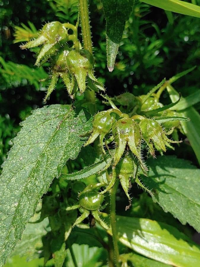 Nesselblättrige Glockenblume 2