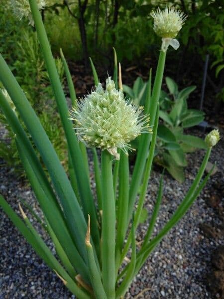 Cebula dymka 7