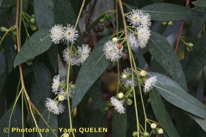 Gunn-Eukalyptus 28